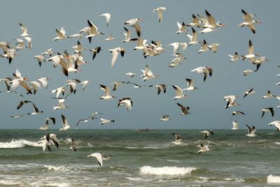 Oiseaux en plein vol au-dessus du fleuve Casamance