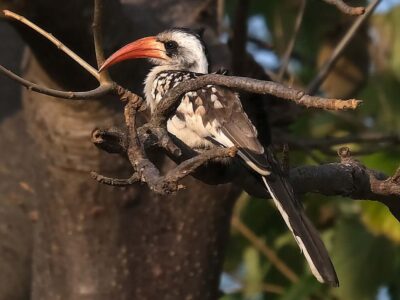 Les nombreux oiseaux en Casamance