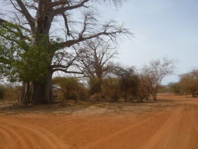 paysage dans la réserve de Bandia