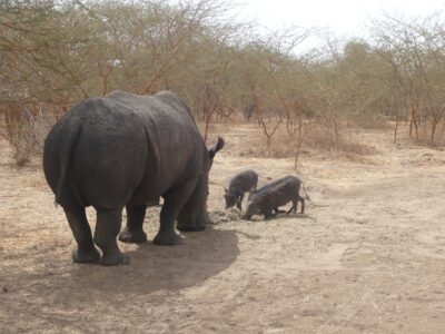 rhinocéros dans la réserve de Badia