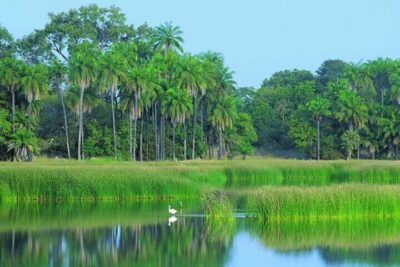 paysages de rizières en Basse Casamance
