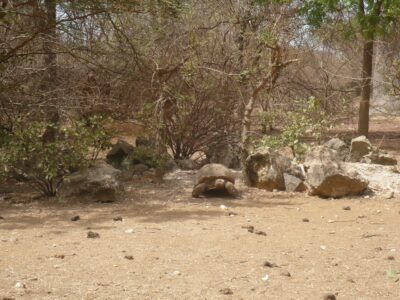 Tortues de terre de la réserve de Badia