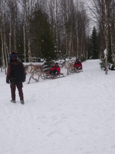 balade en rennes en Laponie