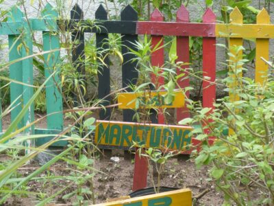 Plantation de Ganga dans le jardin de Bob Marley