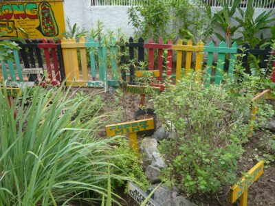 Plantations du jardin de Bob Marley à sa maison