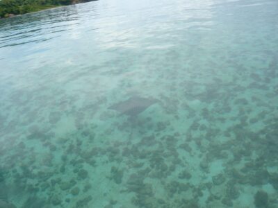 Raie dans les eaux du Blue Lagon