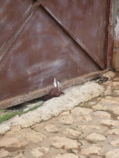 Vendeurs de ganga sous la porte de la maison d'enfance de Bob Marley